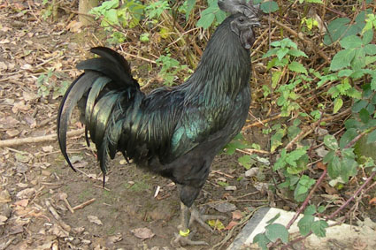 cenami