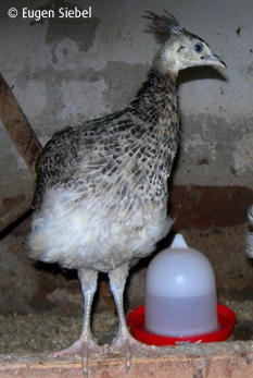 Blauer Pfau Jungtier